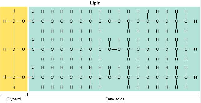 Lipids-