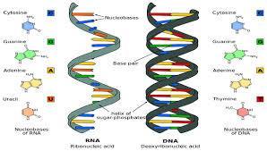 eat for nucleic acids! Monomer: Nucleotides are joined together to form nucleic acids (polymer).