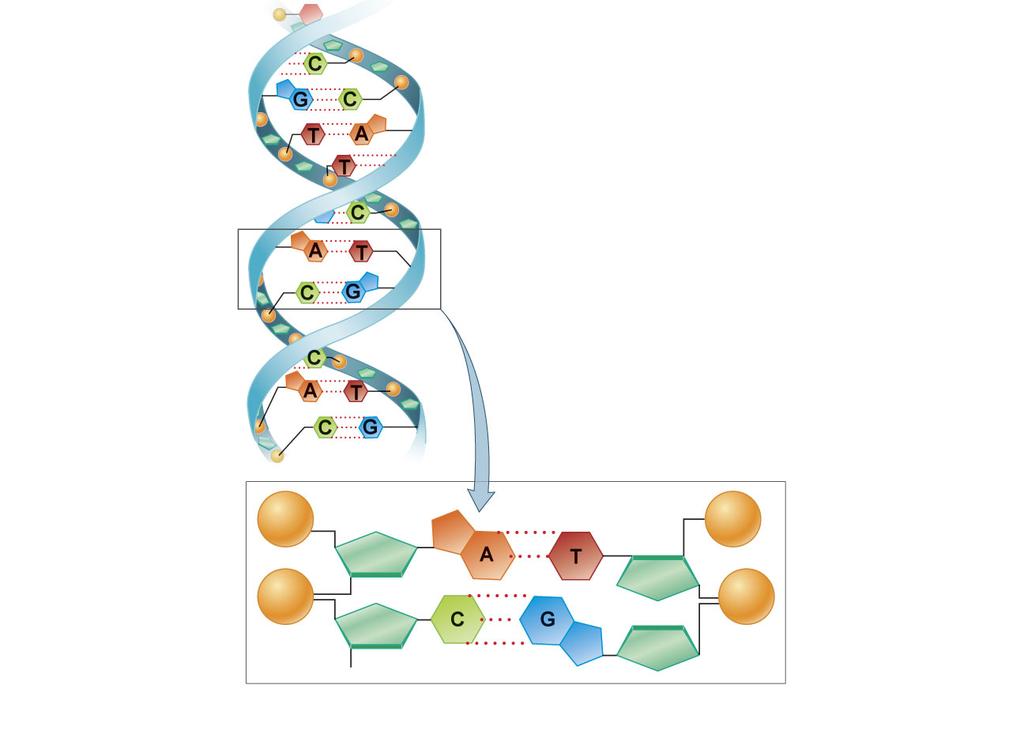 Nucleic Acids - DNA Hydrogen bonds Phosphate