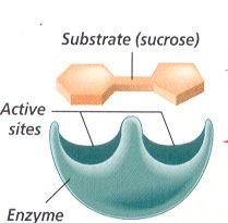 Enzymes Function-biological catalyst that speeds up & controls all chemical reactions in the