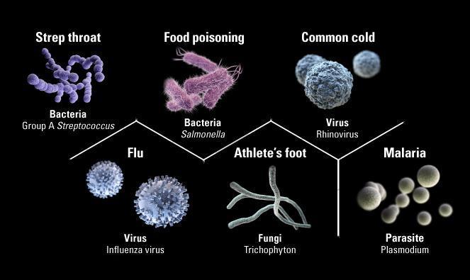 Harmful Germs: What make you sick Symptoms