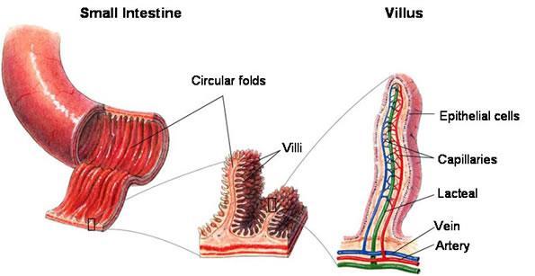 Small Intestine: - Folded - Its inner wall contains many ridges. - Ridges are covered with several close villi (folds/projections). - Villus is the unit of absorption.