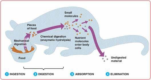 Chemical digestion: enzymes and acids break down food. 3.