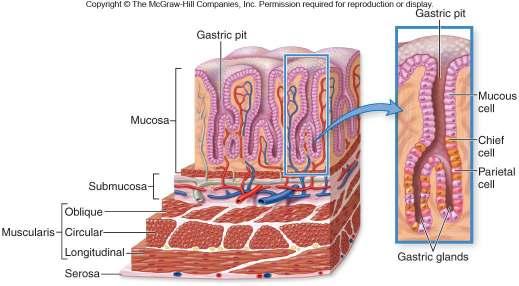 Mucosa has gastric glands that contain three kinds of secretory cells. Mucus-secreting cells: secretes mucous.
