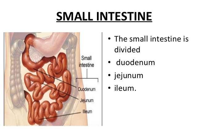Water Alcohol Aspirin Chymeleaves the stomach through the pyloric sphincterand enters the duodenum(beginning of the small