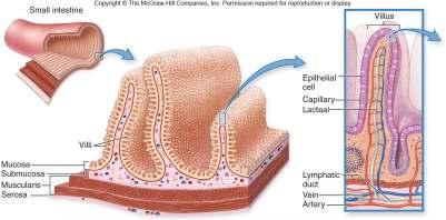 Accessory organs: Liver & Gallbladder Liver secretes bile into the small intestine.