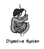 Digestive System 1 Name The Digestive System Purpose: To describe how food moves through the digestive system. To identify the parts of the digestive system.