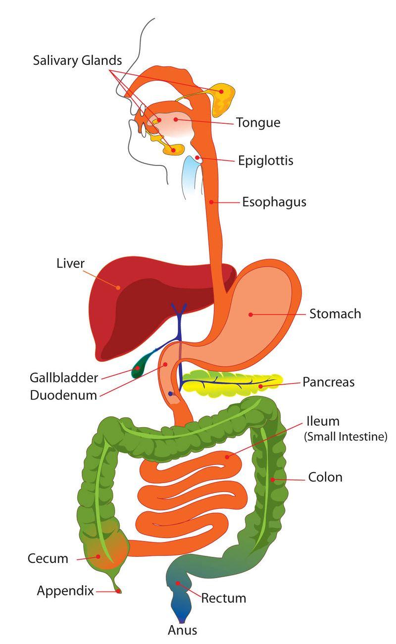 www.ck12.org FIGURE 2.1 The digestive system includes organs from the mouth to the anus.