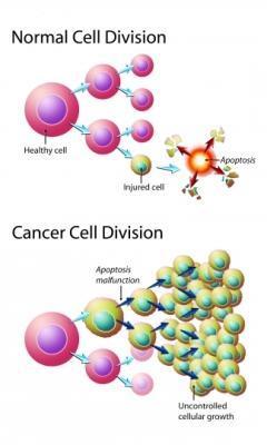 Cancer cells ignore normal regulation of cell division A single