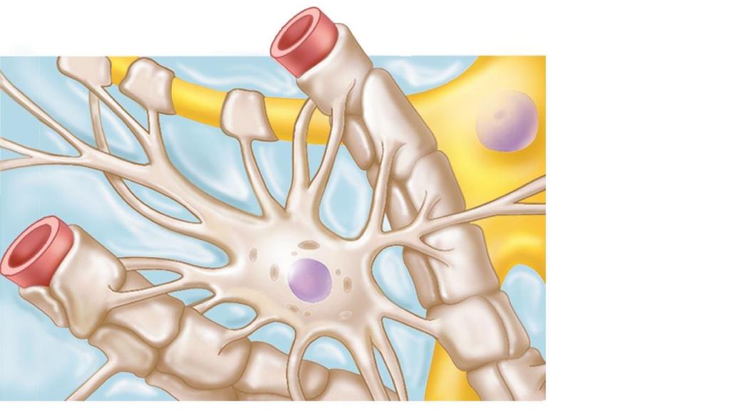 Capillary Neuron Astrocyte Astrocytes are the most abundant of CNS neuroglia.