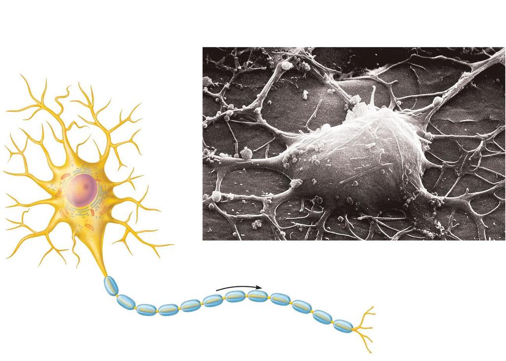 Dendrites (receptive regions) Cell body (biosynthetic center and receptive region) Neuron cell body Nucleolus Nucleus Nissl bodies Axon hillock (b) Axon (impulse generating and conducting