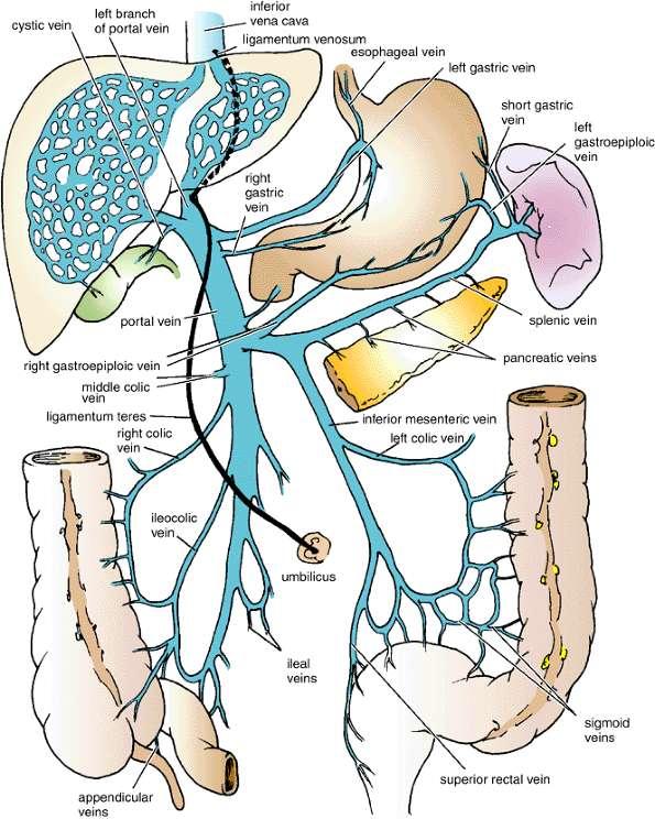The Ligamentum Venoosum -Fibrous band that is the remains of the ductus venosus - Is attached to the left branch of the