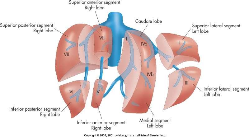 Segmental anatomy of the liver Liver segments