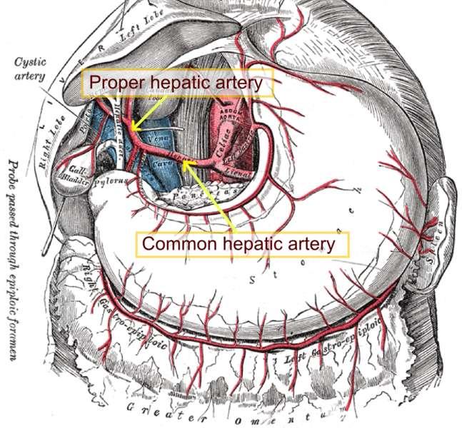 Blood supply of the liver Proper hepatic artery The right and left hepatic arteries enter the porta
