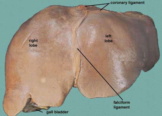 Ant. View of the liver Right lobe Cut edge of the Falciform ligament left lobe