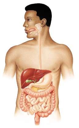 Common relation Anterior -Transverse colon -Transvers mesocolon -Lesser sac -Stomach -Posterior --Bile duct -Portalvein
