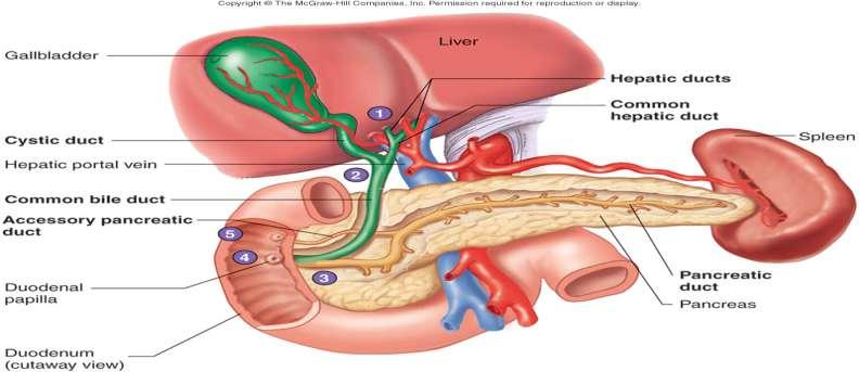 Body of pancreas cont The posterior surface - devoid of peritoneum - in contact with 1- the aorta 2- the splenic vein 3- the left