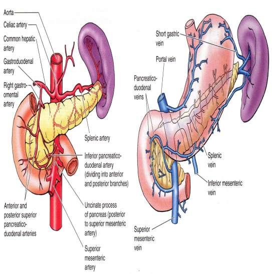 Blood Supply of pancreas Arteries The splenic.a The superior pancreaticoduodenal.