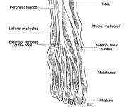 Medial, Lateral, Posterior ankle Hindfoot,