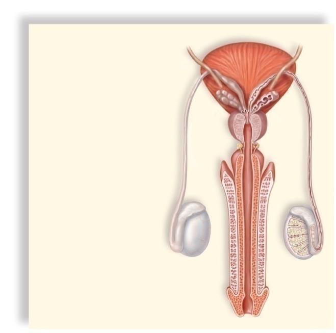 urinary bladder pubic bone vas deferens ureter (cut) seminal vesicle ejaculatory duct prostate gland bulbourethral gland