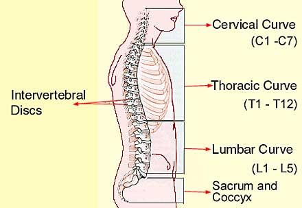 Anatomy of the vertebral column Spinal cord and its nerve roots lie within the vertebral