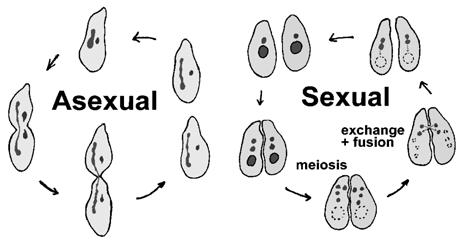 surface Cytostome Bean shaped macronucleus Smaller micronucleus LIFE CYCLE Both asexual and sexual reproduction present Asexual by binary fission Sexual by conjugation Conjugation two opposite mating