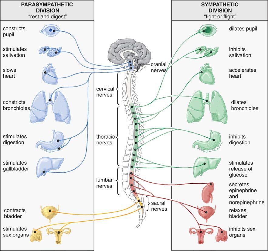 Insert figure 3-3 here Figure 3 3: Effects of the Parasympathetic and Sympathetic Nervous Systems Source: Biology: A Guide