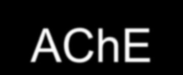 Acetylcholinesterase (AChE) The action of ACh