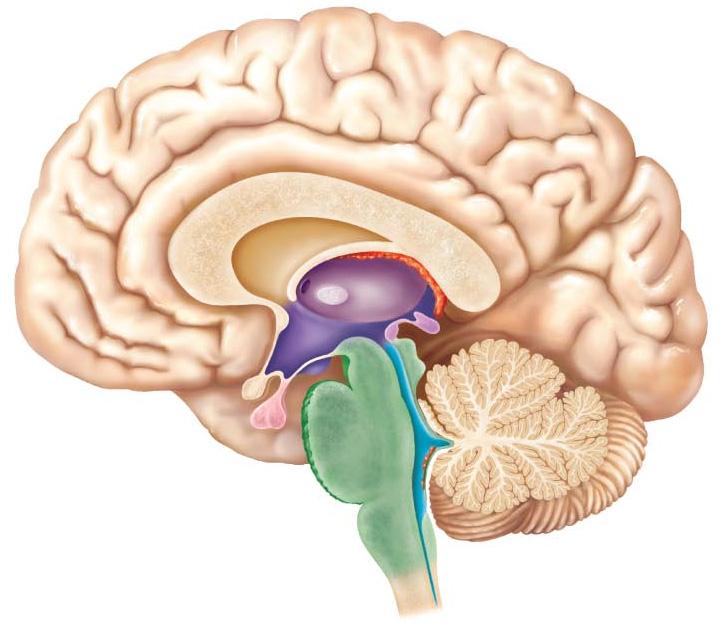 Label the following, and describe their function: 1. Cerebrum 2. Diencephalon (thalamus, hypothalamus, epithalamus) 3.