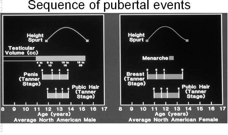 Sequence of pubertal events Tanner JM. Growth at Adolescence. Oxford, Blackwell Scientific Pub,1962:30-36.