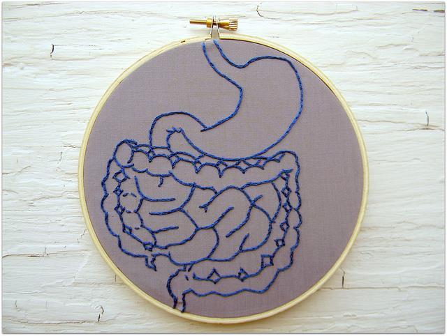 Our Abdomen Digestive System anatomy
