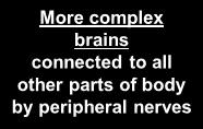 all other parts of body by peripheral s brain giant axon