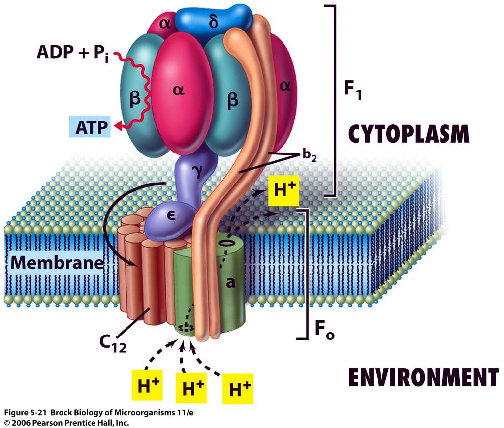 ATP generation with PMF The proton motive force is used