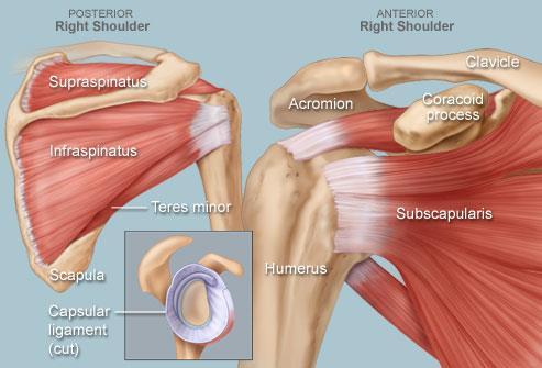Help is Available Shoulder Pain 35-58% of breast cancer survivors report continued shoulder and arm
