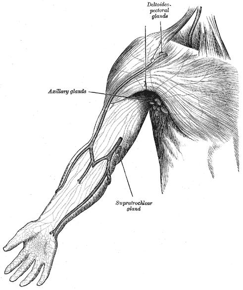 Entry and Exit to and from Lymph