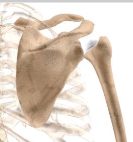 Shoulder Arthroscopy The Shoulder Joint The shoulder is the most flexible joint in the body making it the most susceptible to instability and injury.