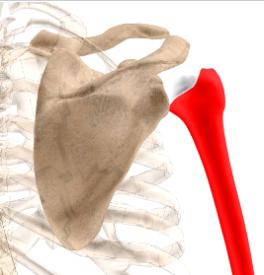 Shoulder is a 'ball-and-socket' joint.