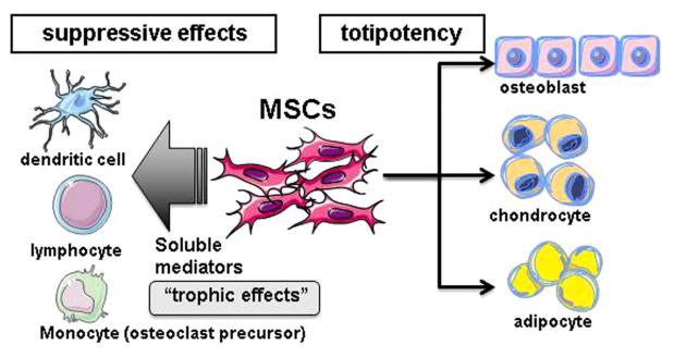 218 Introduction Trophic effects of human MSCs and suppression of osteoclast differentiation Fig.