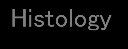 Histology 32