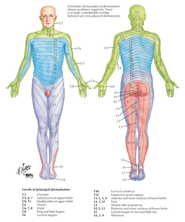 Dermatome Map of
