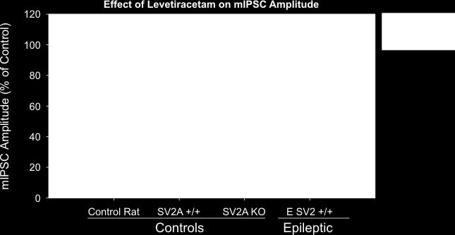 SV2A+/+ /SV2B mice (D). LEV (100 M) incubation resulted in no significant changes in the mipsc amplitude for any of the experimental groups.