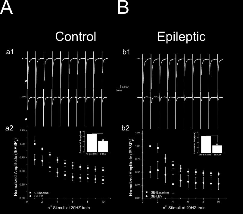 18 b1) while 4 slices exhibited paired-pulse depression (Fig. 19). However, the analysis of the mean fepsp amplitude revealed an overall depression of second fepsp in the epileptic group (Fig.
