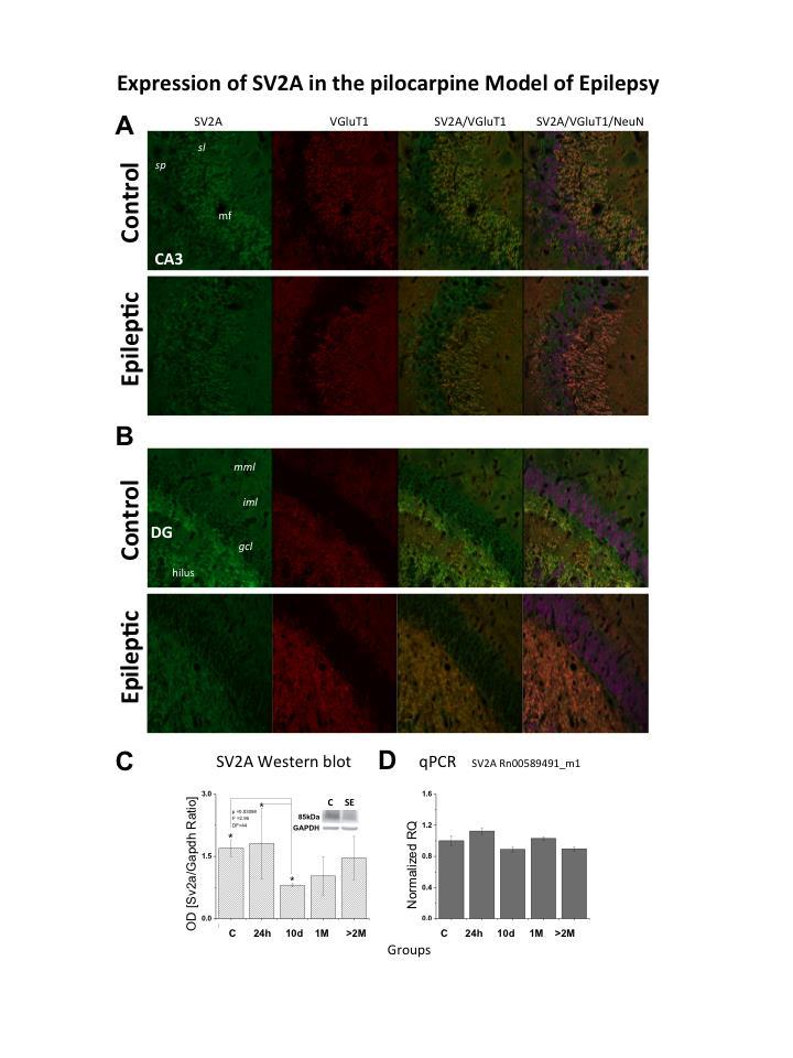 Figure 24.1. SV2A is down-regulated in chronically epileptic rats. A.
