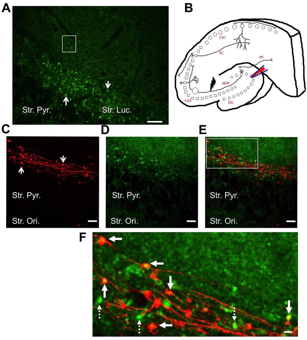 Fig. 3. Visualizing mossy fiber boutons (MFBs) in acute hippocampal slices from SpH21 transgenic mice line.