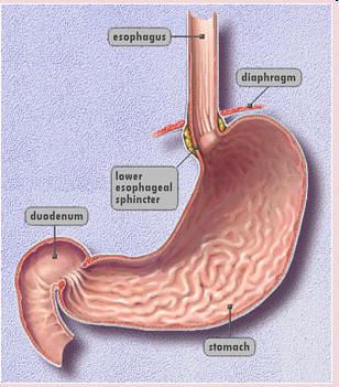 Relaxed muscles Stomach There s a sphincter at the bottom of the esophagus A circular