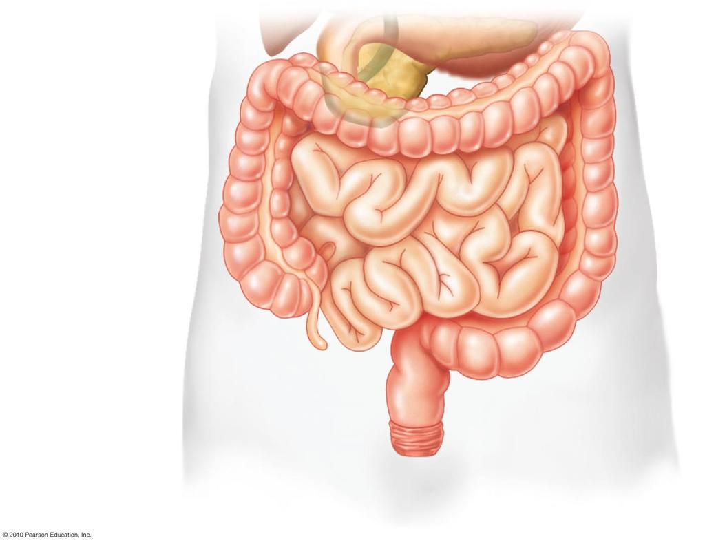 the main part of the Colon large intestine Absorbs water Produces feces, the waste product of food