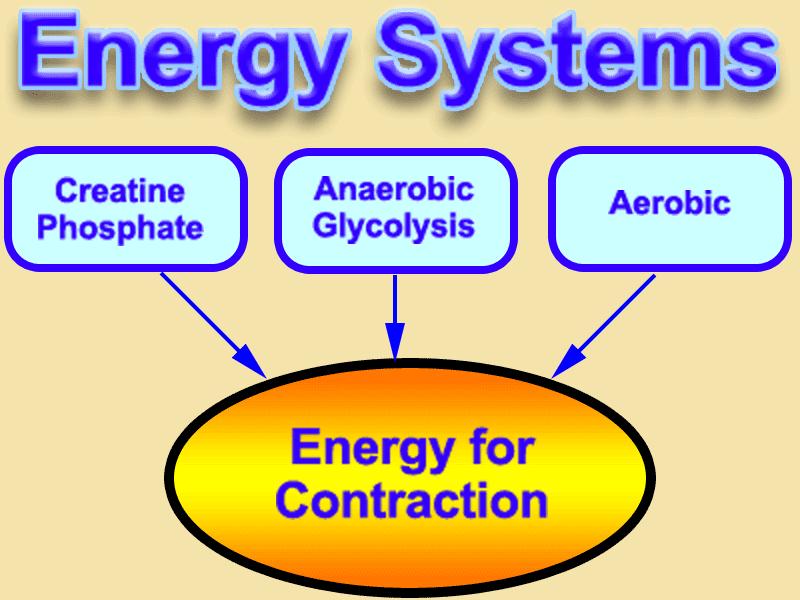 To power muscle contraction Why is ATP a good source of