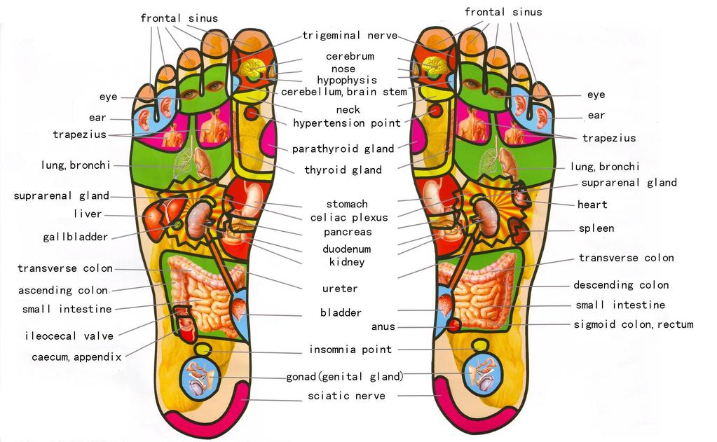 According to the principles of reflexology the feet represent every organ and every body part.