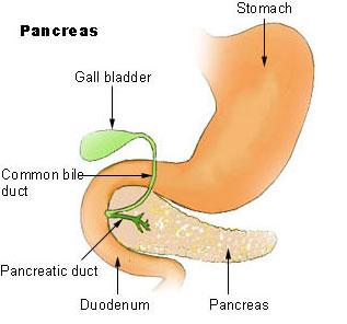 PANCREAS Located in the abdominal cavity posterior to stomach Functions to maintain a steady flow of glucose or sugar in the blood and to