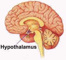 HYPOTHALAMUS Located inferior to the thalamus in the diencephalon Regulates the activity of other glands and some nervous function, directly influences pituitary,
